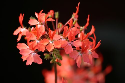 Red Demony - Stj�rnpelargoner.